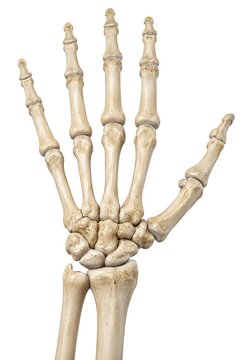 Human hand skeleton anatomy 3D illustration isolated on white background, anterior palmar view of hand bones, carpal, metacarpal, and phalanges for medical education