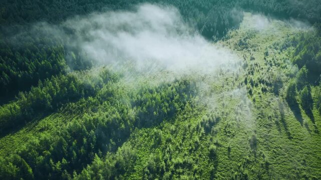 Misty Valley with Forest and Grassland