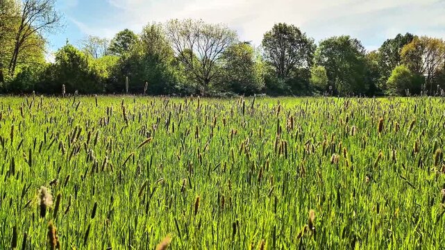 Wide view of a green meadow filled with wild field grass under bright summer sunlight. Natural countryside landscape with trees in the background and calm rural atmosphere. Peaceful outdoor nature sce
