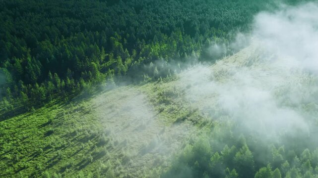 Foggy valley landscape with dense forest greenery