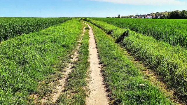 Forward moving video along a narrow rural dirt road between green agricultural grain fields on a sunny summer day. Countryside farming landscape with cultivated cereal crops on both sides of the path.
