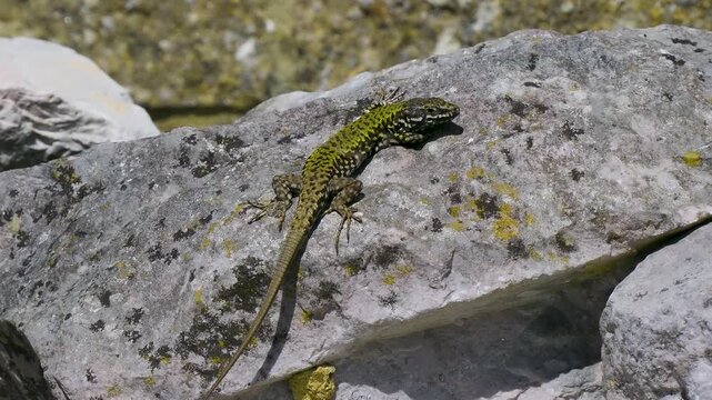 A Wall Lizard at Shoreham