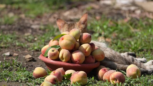 Rustic Bowl of Fresh Peaches Outdoors with Relaxing Cat in Rural Garden Setting