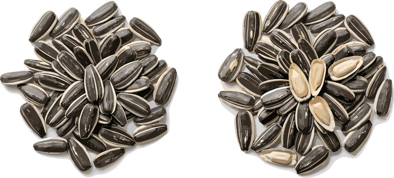 Natural Sunflower Seeds Vector Illustration Set with Top View Seed Piles and Striped Kernels for Healthy Snack Packaging and Agriculture Designs