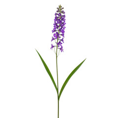 Fototapeta premium A single purple foxglove flower standing tall against a white background isolated on transparent background