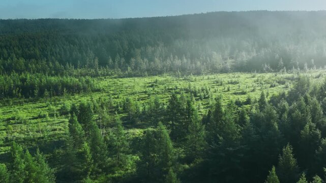 Misty morning over lush forest landscape