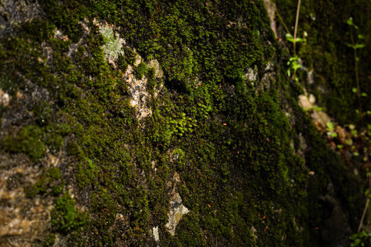 Moss and plants on a rock