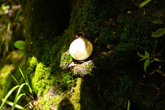 A golden compass on a moss-covered tree
