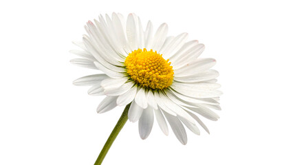 A bright vibrant blooming white daisy flower camomile with a yellow center and green stem isolated on transparent background cut out © AAAstock2025