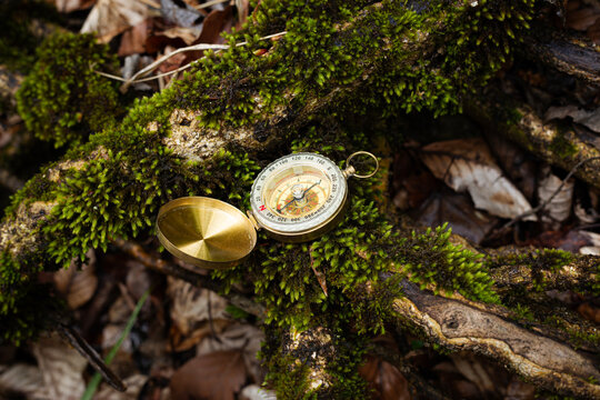 A golden compass on a moss-covered tree