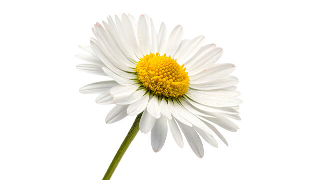A bright vibrant blooming white daisy flower camomile with a yellow center and green stem isolated on transparent background cut out