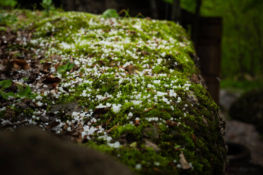 Hail on green moss on a stone
