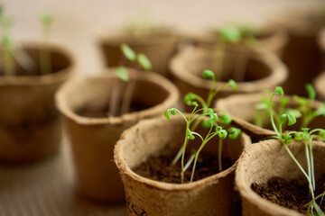 Obraz premium Young green seedlings in peat pots ready for spring planting.