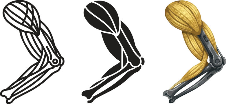Human arm anatomy illustration set featuring outline silhouette and realistic styles perfect for medical education or fitness concepts