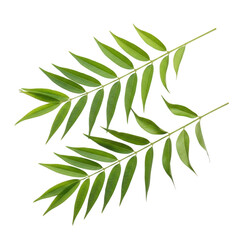 Fototapeta premium Delicate green leaves with intricate patterns and serrated edges isolated on transparent background