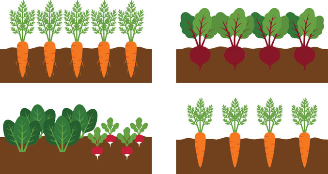 Root vegetables growing in garden soil bed vector illustration set featuring rows of organic carrots beetroot spinach and radishes under the ground.