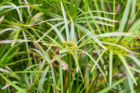Exotic Umbrella Papyrus (Cyperus alternifolius) Plant with Symmetrical Green Leaves