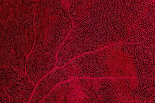 Organic texture of Sea Fan or Gorgonia soft coral (Annella mollis).
