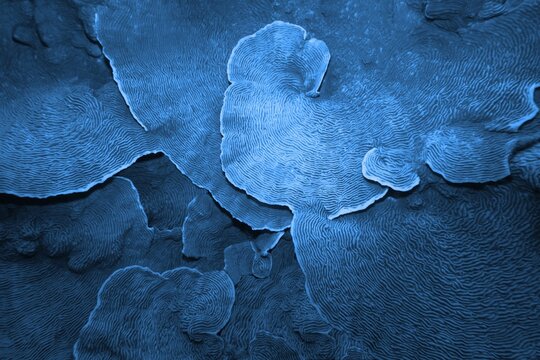 Organic texture of Elephant skin hard coral (Pachyseris speciosa) as an abstract background