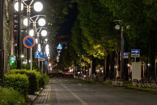 街路樹と街灯が並ぶ静かな都市の夜道風景
