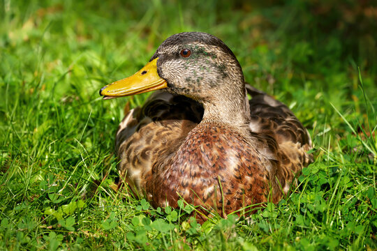 Mauser Stockente Erpel (Anas platyrhynchos) vom Schlichtkleid ins Prachtkleid im September mit nachwachsenden gr&uuml;nen Federn am Kopf, liegt in einer Wiese - Bansin, Insel Usedom, Deutschland