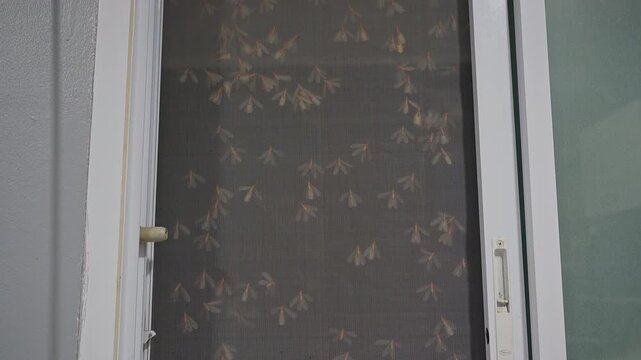 Close Up Swarm of Flying Termites Covering Mosquito Screen Door at Night, Tropical Insect Invasion Near Home Window and Artificial Light
