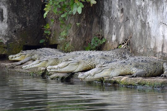 crocodile family resting together by water