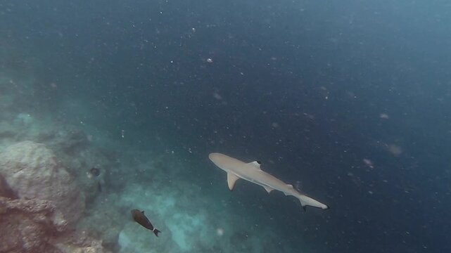 A blacktip shark is huntiong along the reef in the Indian Ocean, Maldives. Scuba diver and coral reef. The blacktip shark (Carcharhinus limbatus) is a species of requiem shark in the family Carcharhin