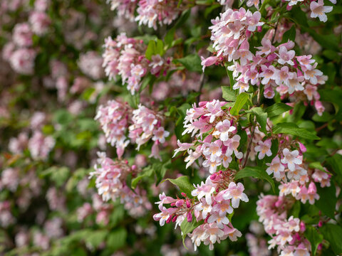 Pink white beauty bush Kolkwitzia amabilis cascades over green leaves in garden