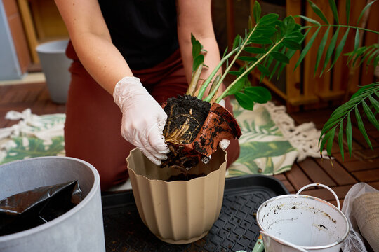 Gardener stripping away a broken plastic pot from a root bound Zamioculcas.