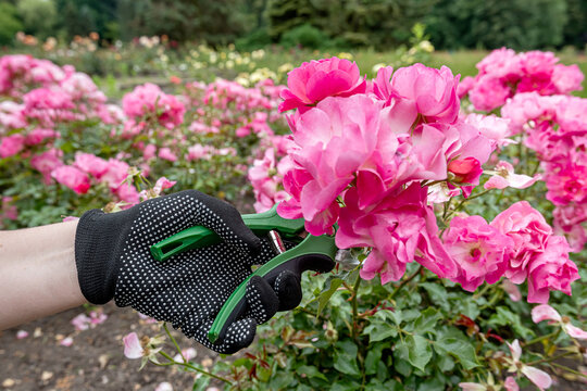 Pruning shears held by gloved hand ready to cut pale pink roses in a beautiful summer garden