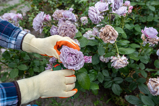 Close up of gardener hands pruning lavender roses with secateurs, floral gardening and plant care