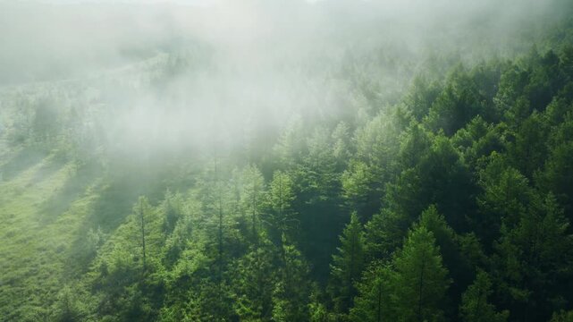 Misty forest in morning light