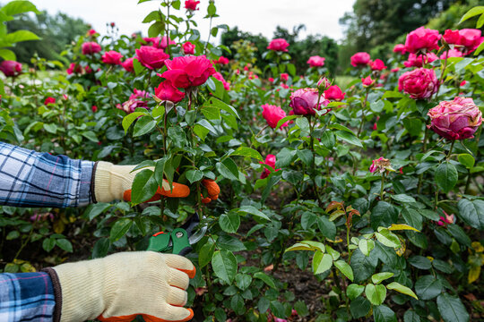 Light pink roses pruning in garden with secateurs, floral gardening work and plant care concept