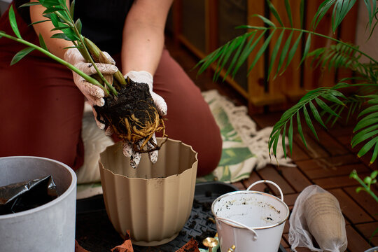 Gardener is removing a broken brown plastic nursery pot from a root-bound Zamioculcas.