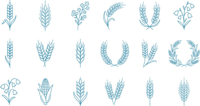 Wheat ear and agricultural plant line icon collection featuring blue organic cereal wreaths corn grain spikes isolated on white background vector template.
