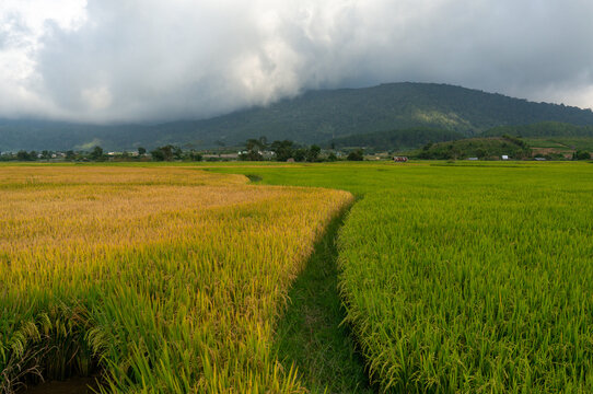 Rice paddies in the highlands of Vietnam, ripening rice fields in the early morning mist, colorful rice fields, rice grown in Lam Dong, Vietnam. A picture full of color, unique Vietnamese scenery.