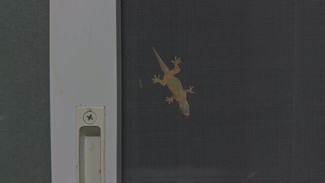 Close Up Gecko Hunting Flying Termites on Mosquito Screen Window at Night, Tropical Predator and Insect Infestation Near Home
