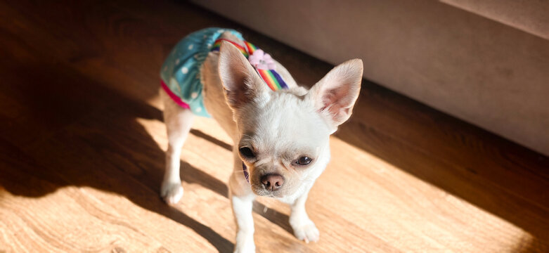 Chihuahua wearing colorful outfit standing on wooden floor in bright light