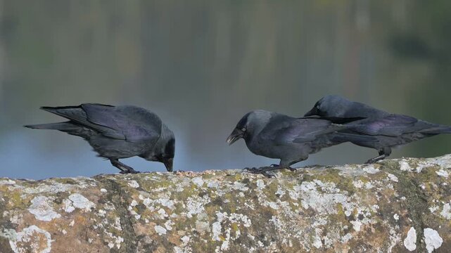 Jackdaws (Corvus monedula) squabbling over seeds left on top of a stone wall, two apparently ganging up on a third. May, Kent, UK [Slow motion x4]
