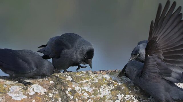 Jackdaws (Corvus monedula) squabbling over seeds left on top of a stone wall. May, Kent, UK [Slow motion x4]