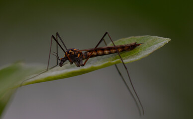 Naklejka premium Saffron crane fly Nephrotoma crocata perched on a green leaf in the wild