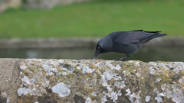 Jackdaws (Corvus monedula) eating seed from a stone wall, disturbed by a Mute Swan (Cygnus olor). May, Kent, UK [Half speed]
