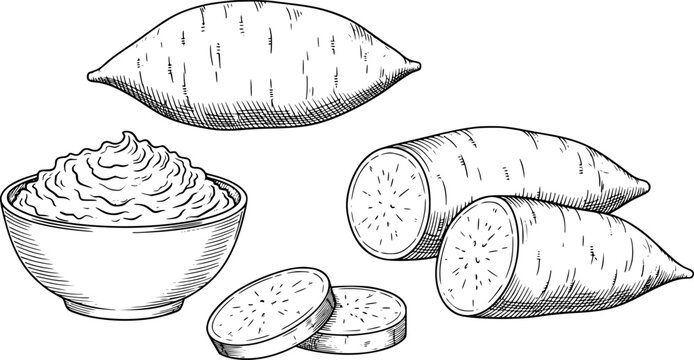 Hand-drawn sweet potatoes, whole, sliced, and mashed in a bowl, isolated root vegetable