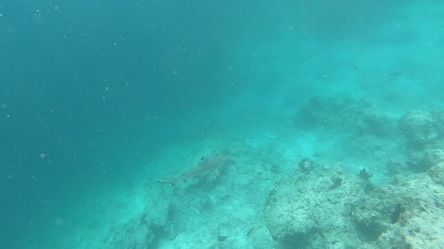 A blacktip shark is huntiong along the reef in the Indian Ocean, Maldives. Scuba diver and coral reef. The blacktip shark (Carcharhinus limbatus) is a species of requiem shark in the family Carcharhin