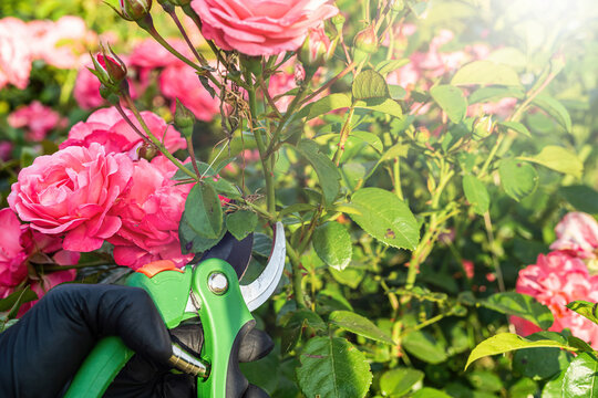Man Pruning Wilted Yellow Roses in Garden &ndash; Flower Care and Outdoor Chores. A man in gloves using pruning shears to remove wilted flowers from a yellow rose bush