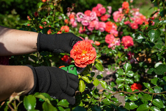 Close up shot of pruning shears near vibrant blooming rose clusters for necessary flower shaping