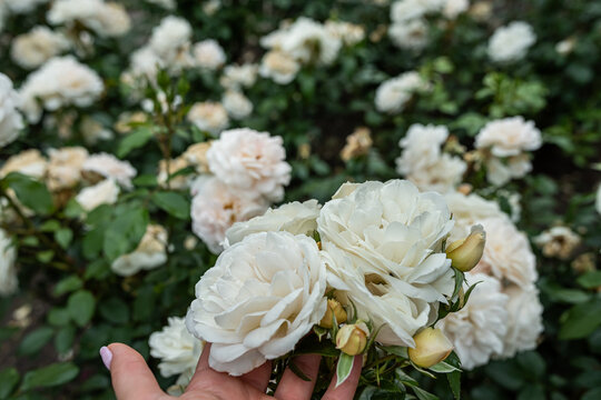 Elegant white roses in a woman's hand with soft sunlight in a lush green garden background
