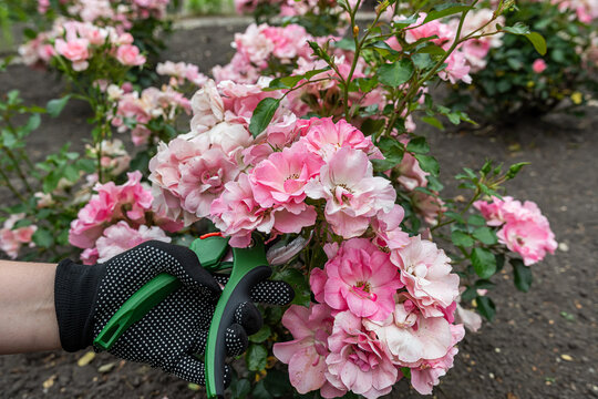 A gardener's hand with pruners preparing to shape a cluster of pale pink roses in soft daylight