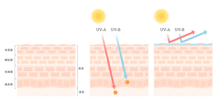 シンプルな肌構造図とUV-A・UV-Bによる紫外線ダメージとUVカットの綺麗な図解イラスト